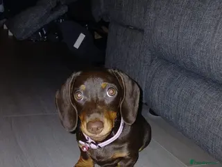 Miniature Dachshund dogs Miniature dachshund girl - Advert 17
