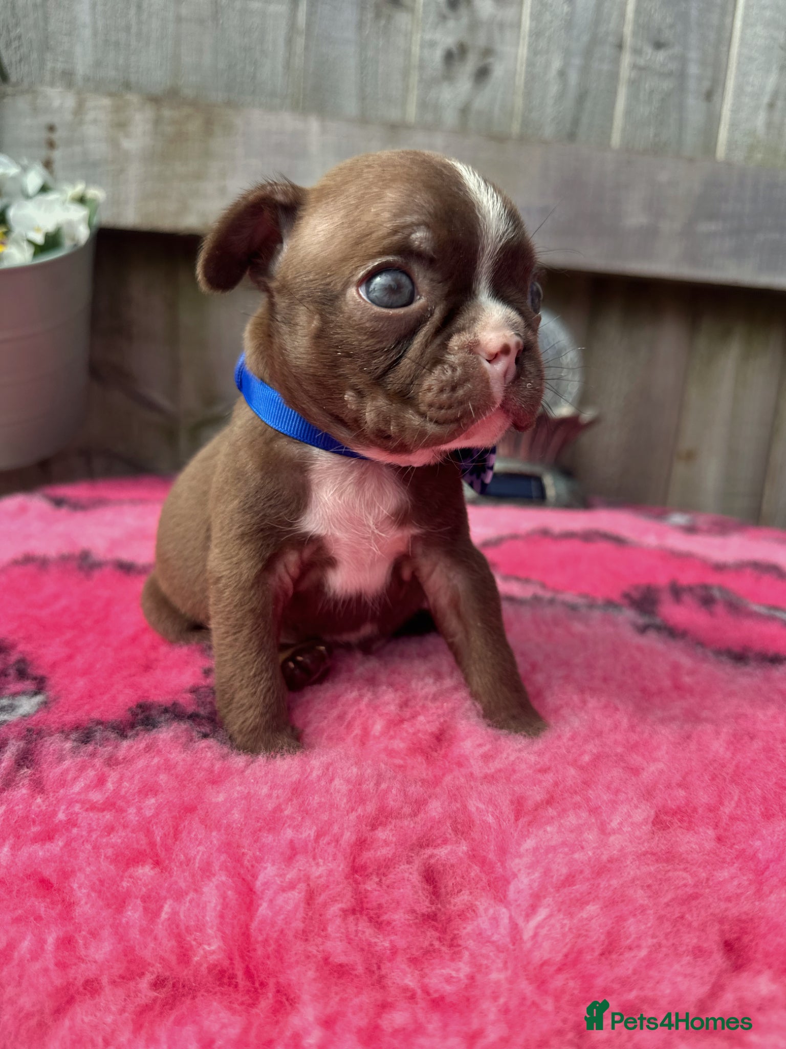 Boston Terrier dogs KC Registered Boston Terrier pups  - Advert 1