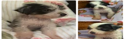 Chinese Crested dogs for sale: Pure Chinese crested  - Advert 12