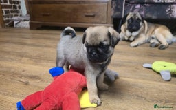 Pug dogs for sale: Beautiful Pure Pug Puppies 8 weeks old! 🐾 - Image 6