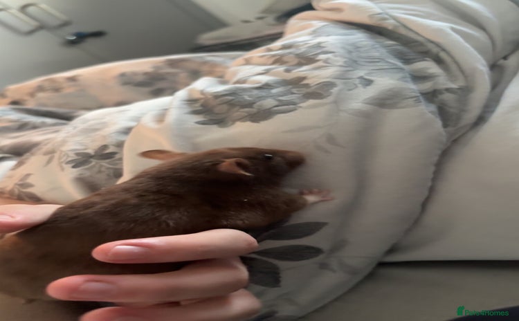 Hamster rodents - Advert 4