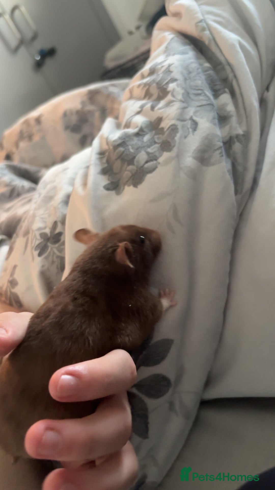 Hamster rodents for sale: Syrian hamster for rehoming  - Image 1