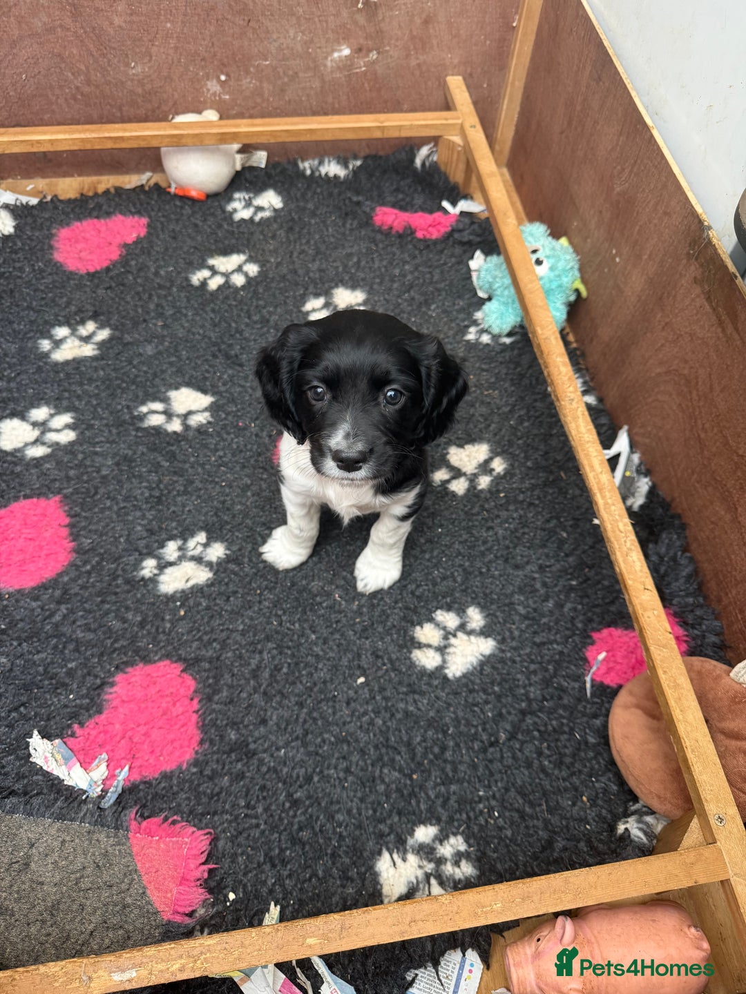 Sprocker dogs for sale: 2 sprockers available  - Advert 27