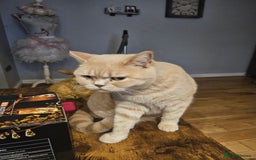 British Shorthair cats for sale: Cream female  - Image 5