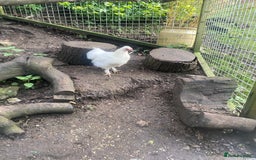Chickens poultry for sale: Silkie cross cockerel   - Image 1