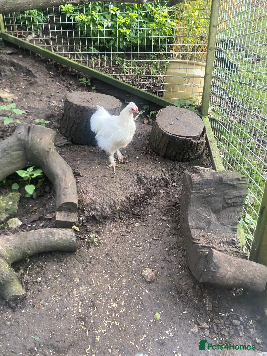 Chickens poultry for sale: Silkie cross cockerel   - Image 1