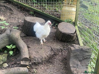 Chickens poultry for sale - Advert 1