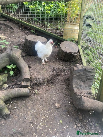 Chickens poultry - Advert 1