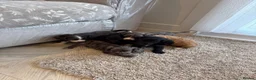 Cocker Spaniel dogs for sale: Cocker spaniel pups - Advert 24