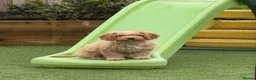 Cavapoo dogs for sale: Cavapoo  in Harrogate - Advert 6