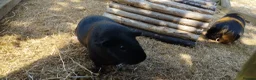 Guinea Pig rodents for sale: Three female guinea pigs looking for new home in Axminster - Advert 4