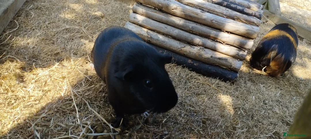 Guinea Pig rodents for sale: Three female guinea pigs looking for new home in Axminster - Advert 4