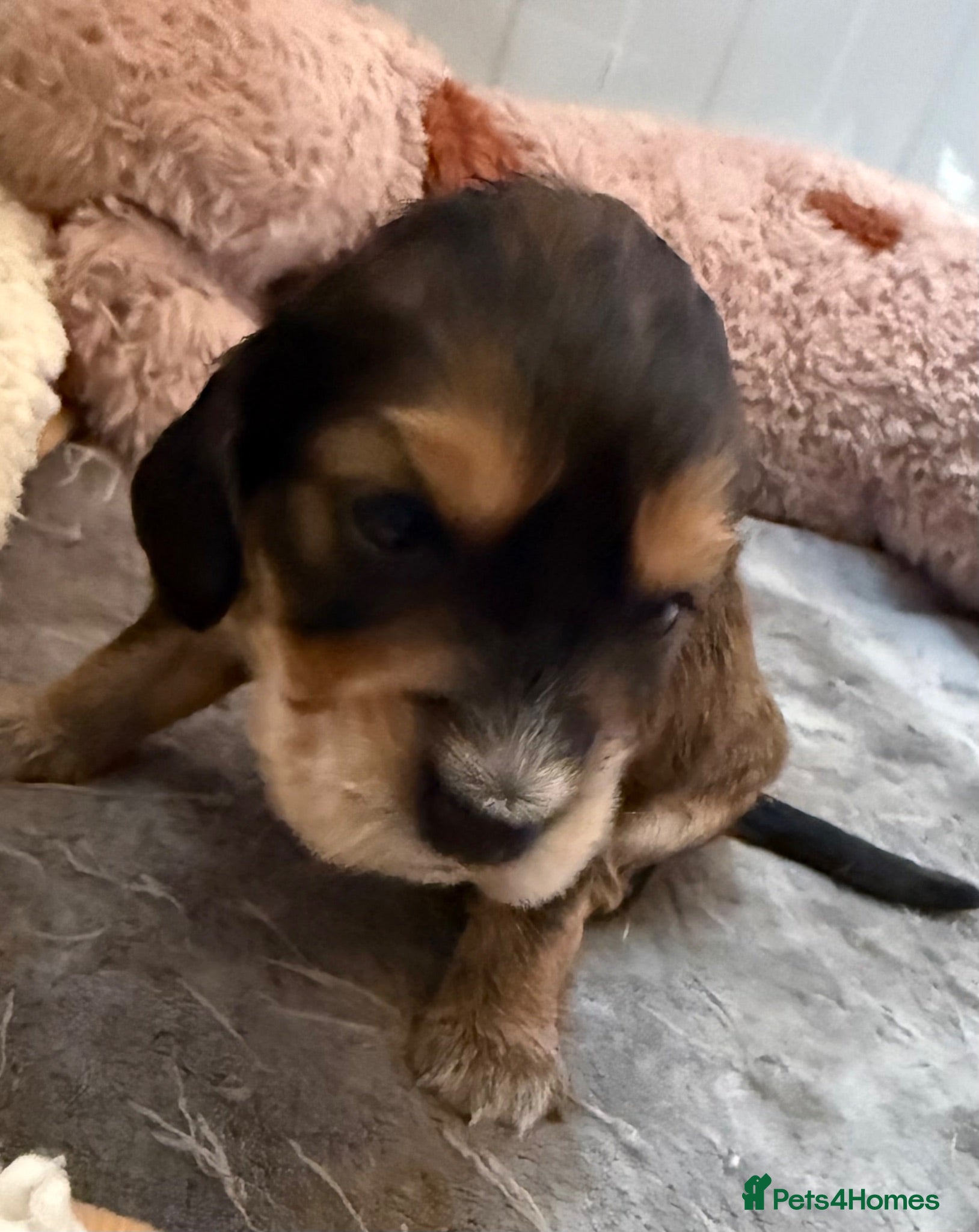 Cocker Spaniel dogs 🐾Beautiful ShowxWorking Cocker Spaniel Puppies 🐾 - Advert 2