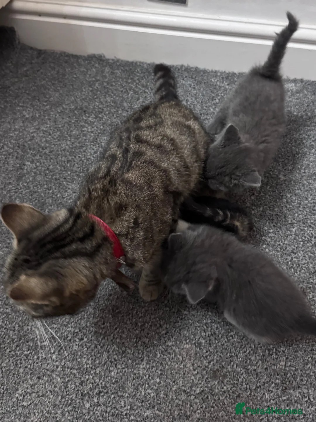Mixed Breed cats for sale: Beautiful girl kitten  - Advert 10