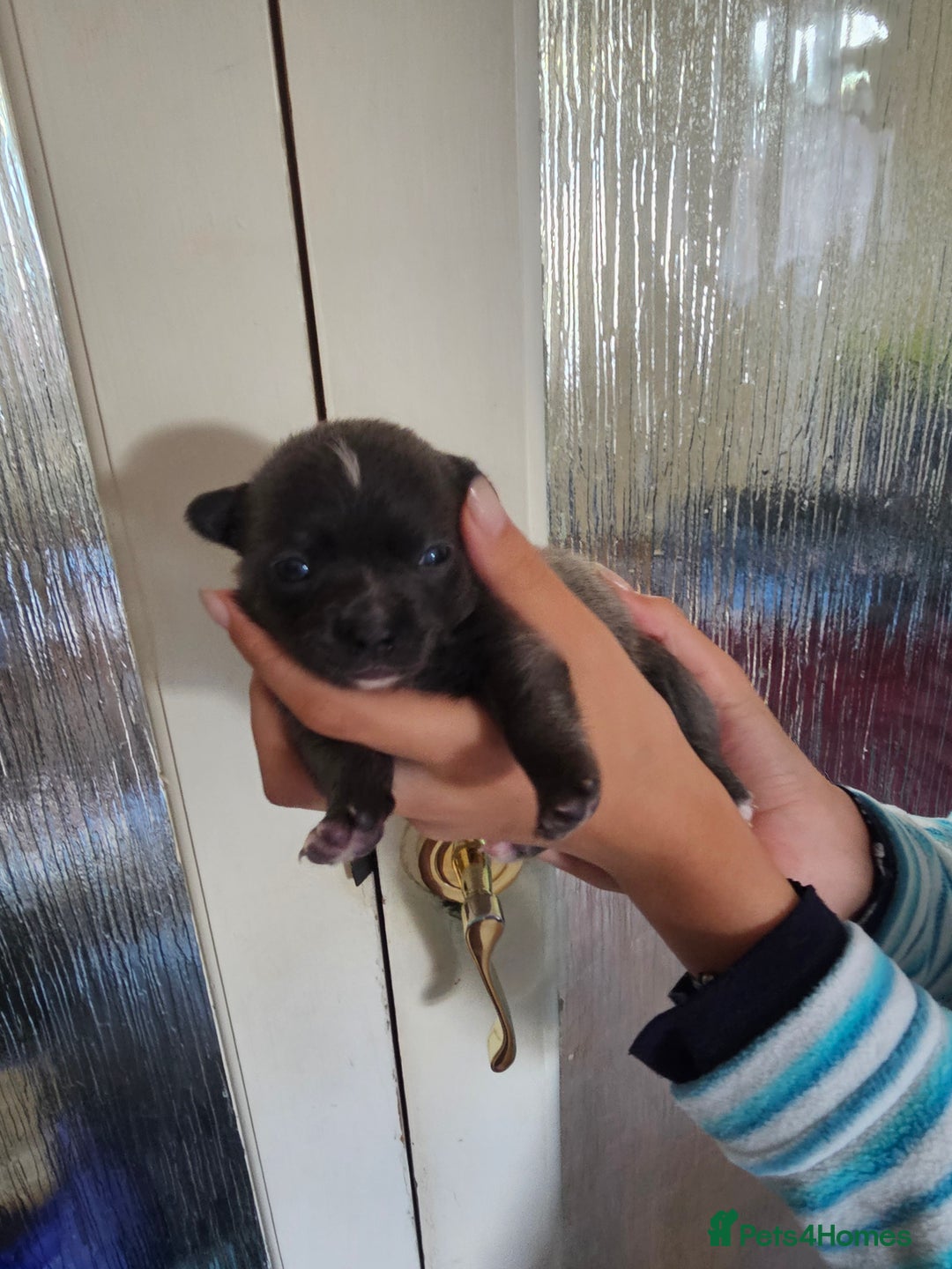 Chihuahua dogs for sale: 4 baby boy chiuaua  - Image 11