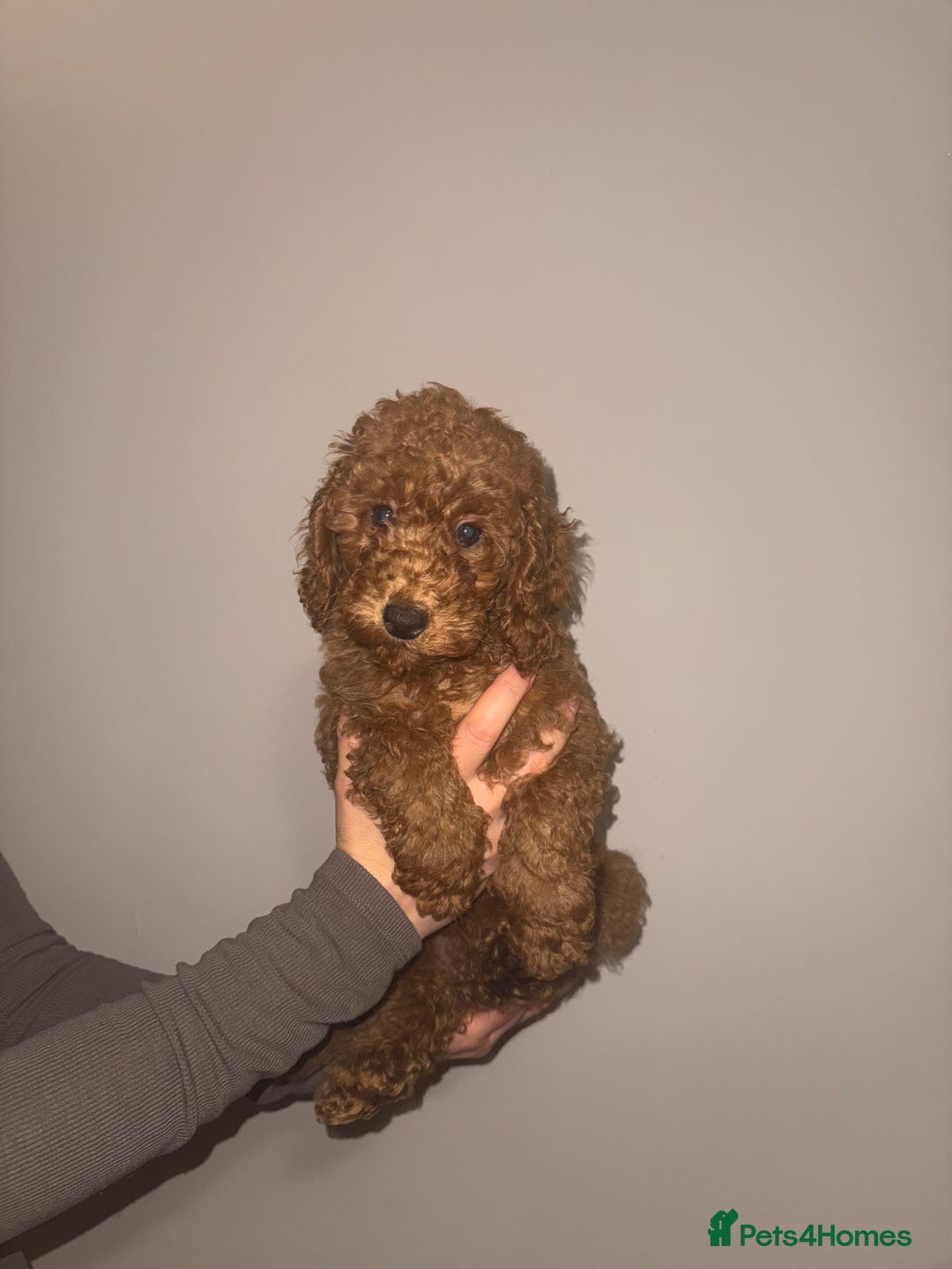 Miniature Poodle dogs for sale: Puppy  - Advert 6