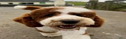Mixed Breed dogs for sale: Rare Red Tuxedo Moyen Poodle - Advert 5