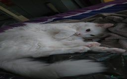 Turkish Angora cats for sale: Loving and affectionate Turkish angora  - Image 4