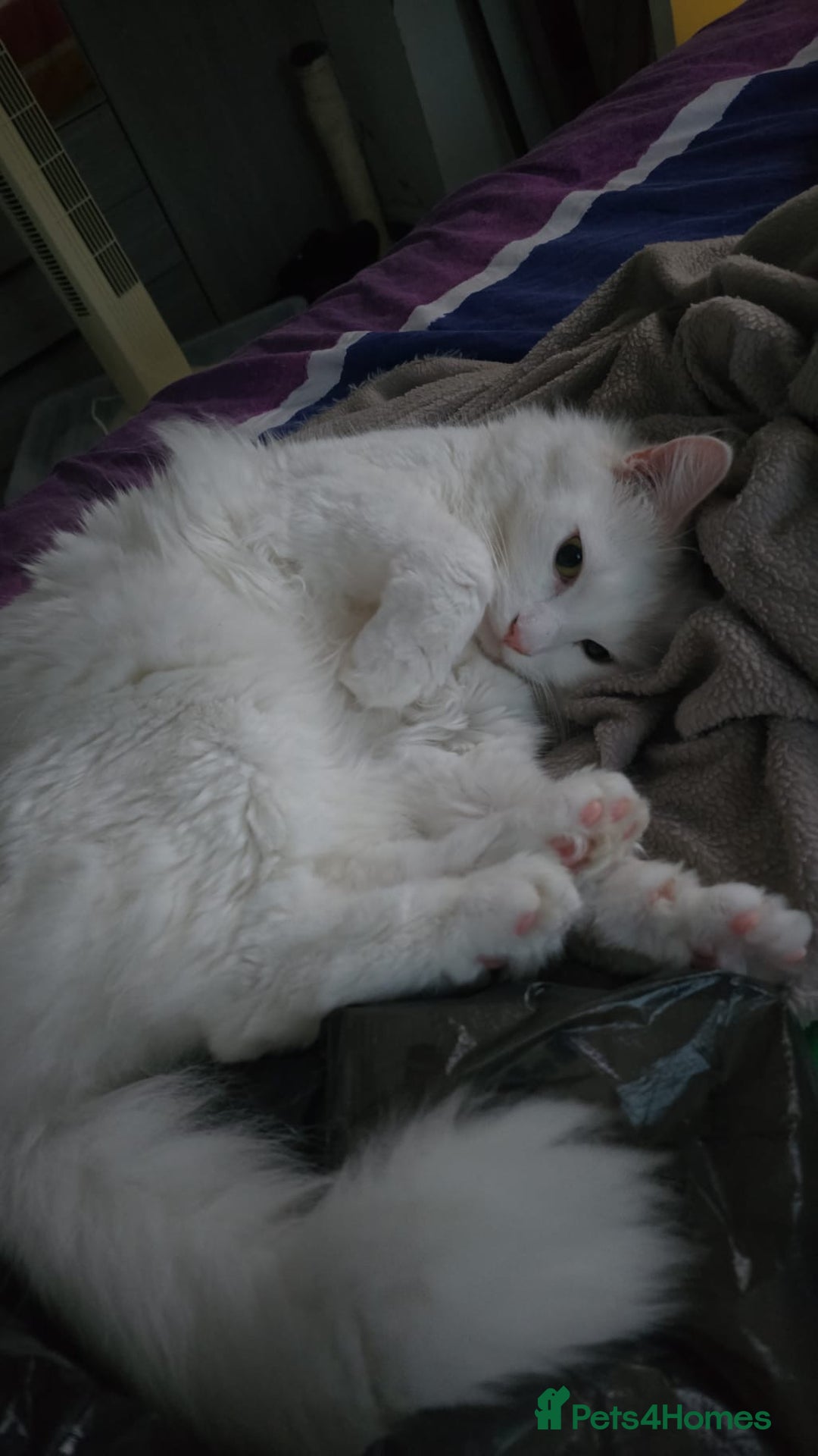Turkish Angora cats for sale: Loving and affectionate Turkish angora  - Image 4
