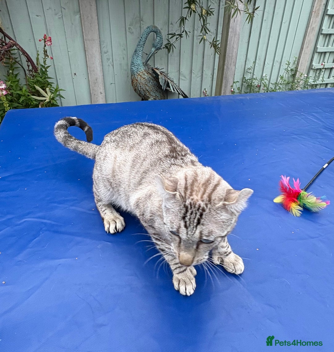 Keetso cats for sale: Superb polydactyl curled eared Keetso girl  - Image 18