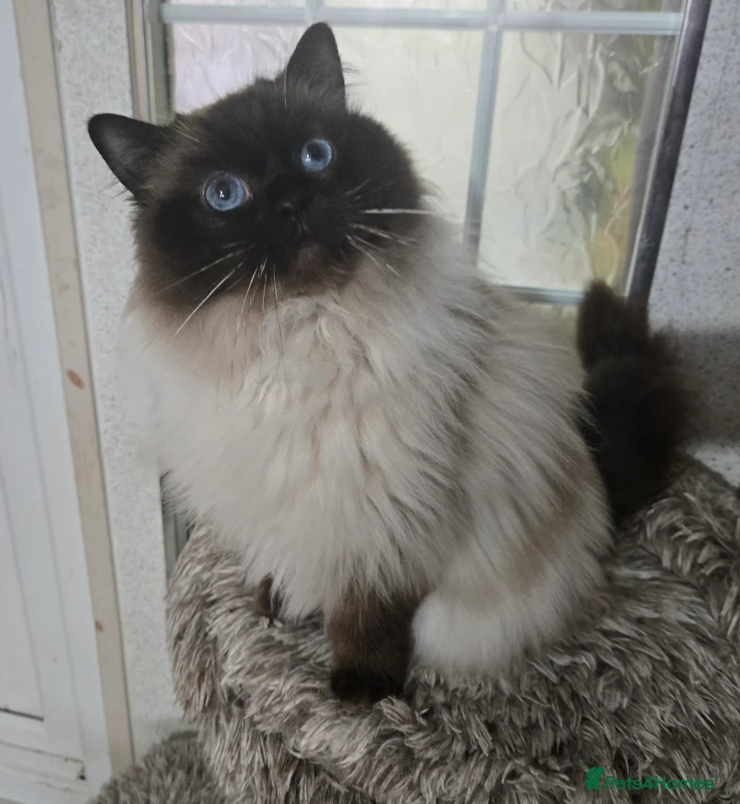 Ragdoll cats for sale: 3 year old Ragdoll girl  - Advert 2