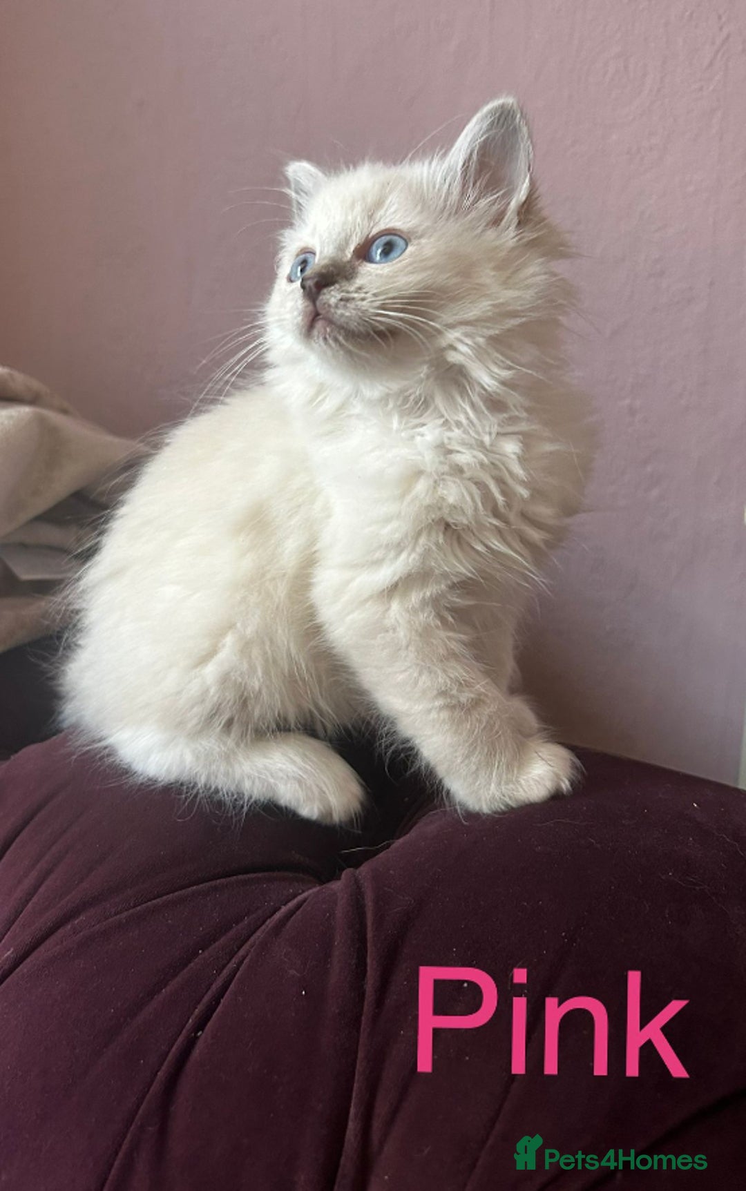 Ragdoll cats for sale: Beautiful Pedigree Ragdoll kittens  - Image 7