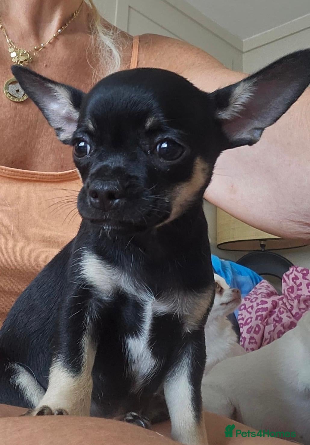 Chihuahua dogs Chihuahua puppies  - Advert 2