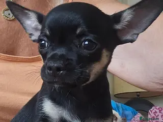 Chihuahua dogs Chihuahua puppies - Advert 2
