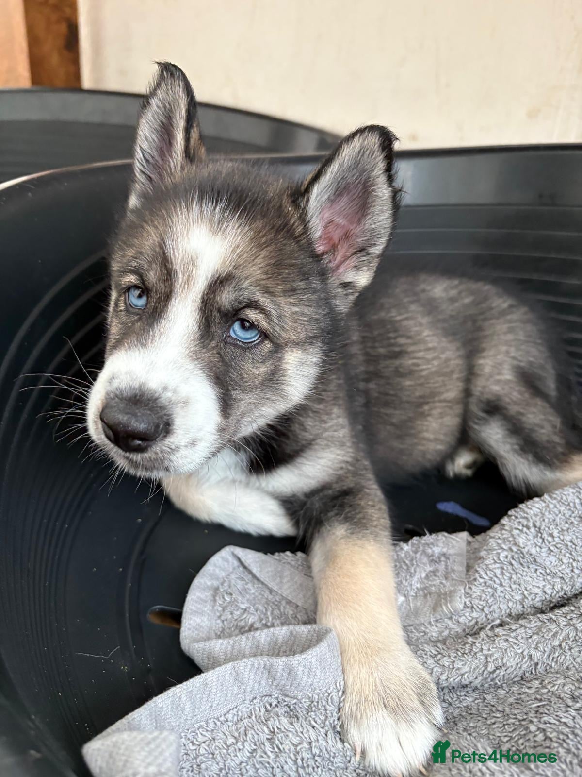 Siberian Husky dogs READY TO BE VIEWED! Gorgeous husky puppies! - Advert 8