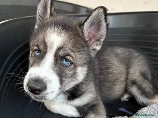 Siberian Husky dogs READY TO BE VIEWED! Gorgeous husky puppies! - Advert 8