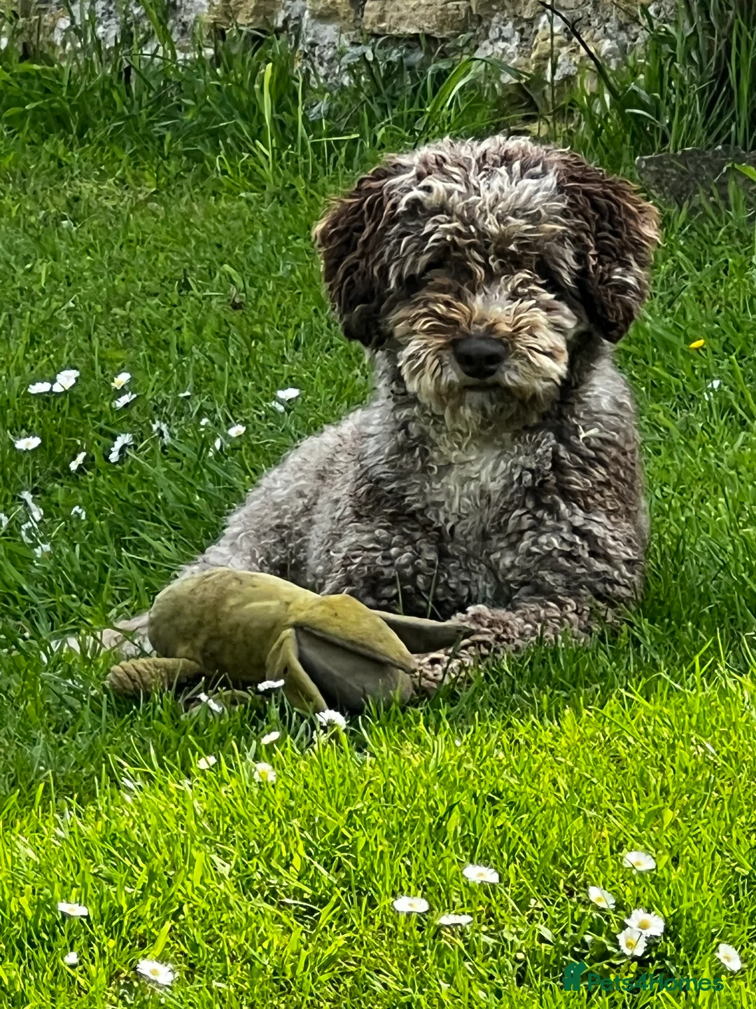 Miniature Poodle dogs for stud: Chocolate Merle Miniature Poodle Fully DNA Tested in Radstock - Advert 11