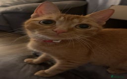Mixed Breed cats for sale: Beautiful kittens  - Image 11