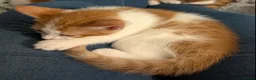 Domestic Shorthair cats for sale: 5 Ginger Kittens - Advert 12