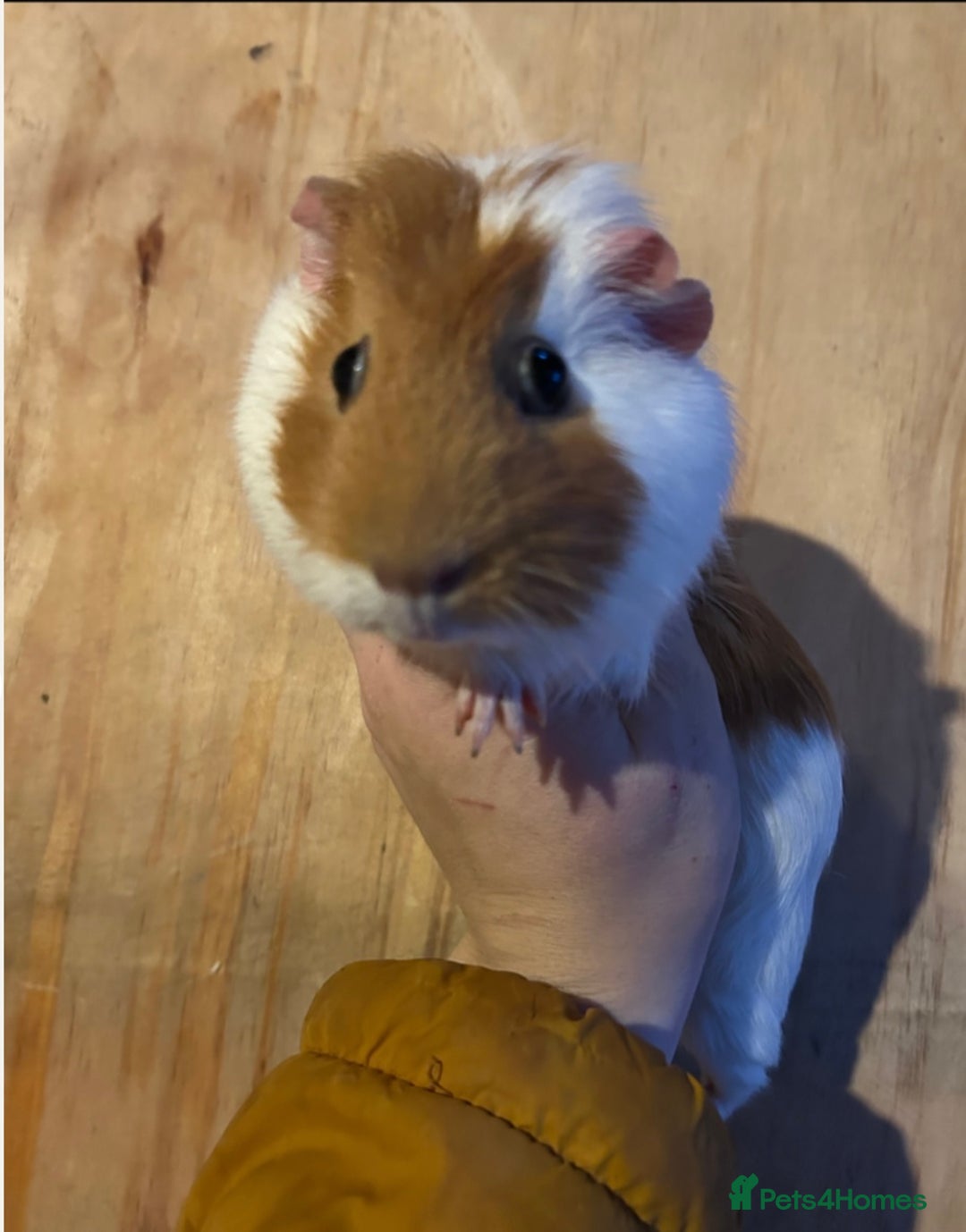 Guinea Pig rodents for sale: Female guinea pigs and bundle  - Advert 4
