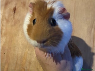 Guinea Pig rodents Female guinea pig and bundle - Advert 4