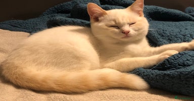 Mixed Breed cats - Advert 7