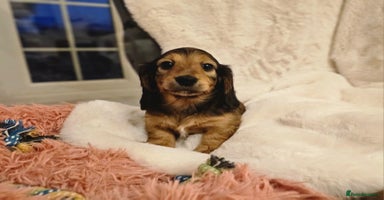 Miniature Dachshund dogs - Advert 8