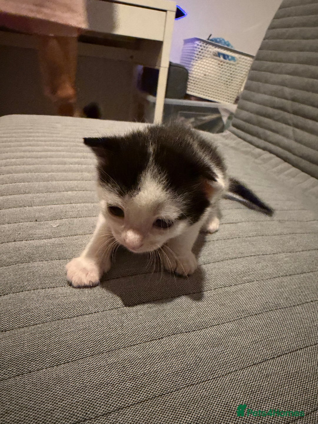 Domestic Shorthair cats for sale: White and black male kitten - Advert 9