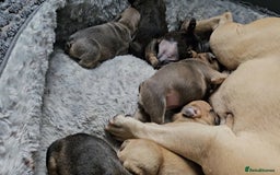 French Bulldog dogs for sale: Gorgeous french bulldogs - Image 3