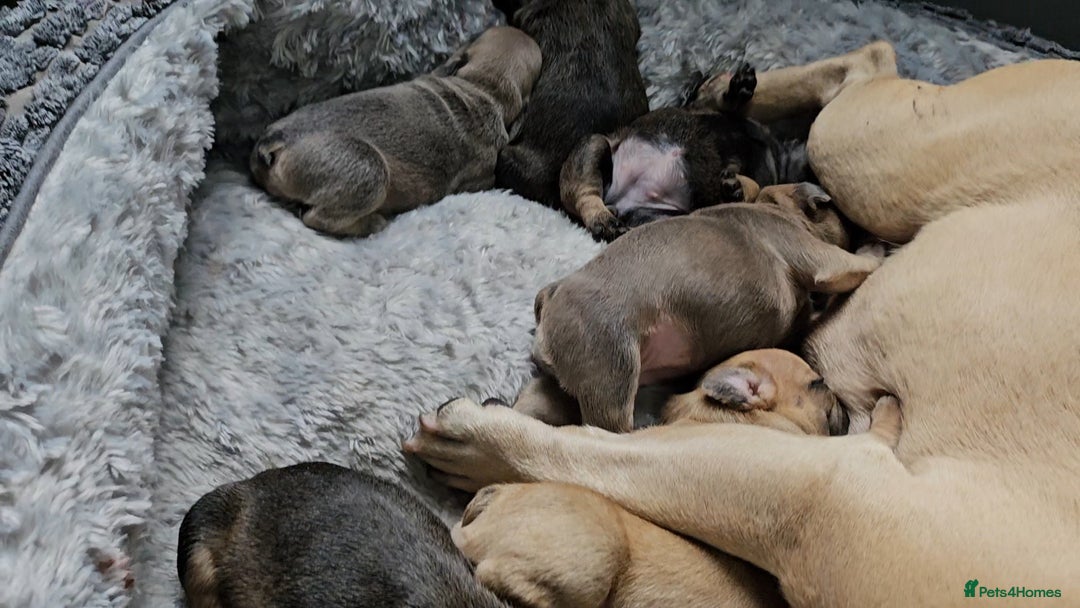 French Bulldog dogs for sale: Gorgeous french bulldogs - Image 3