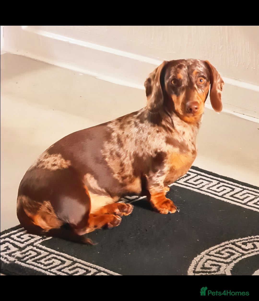 Dachshund dogs for sale: Miniture smooth haired dachshund - Image 8