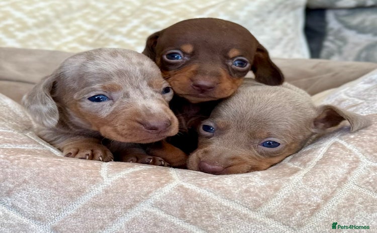 Miniature Dachshund dogs - Advert 5