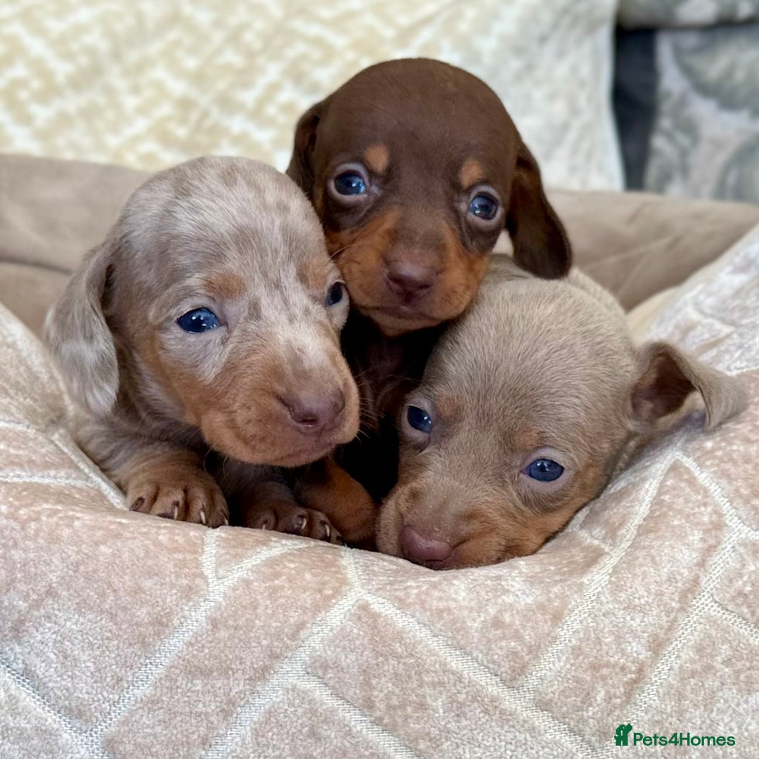 Miniature Dachshund dogs for sale: Miniature Dachshund Puppies LICENSED BREEDER - Image 1