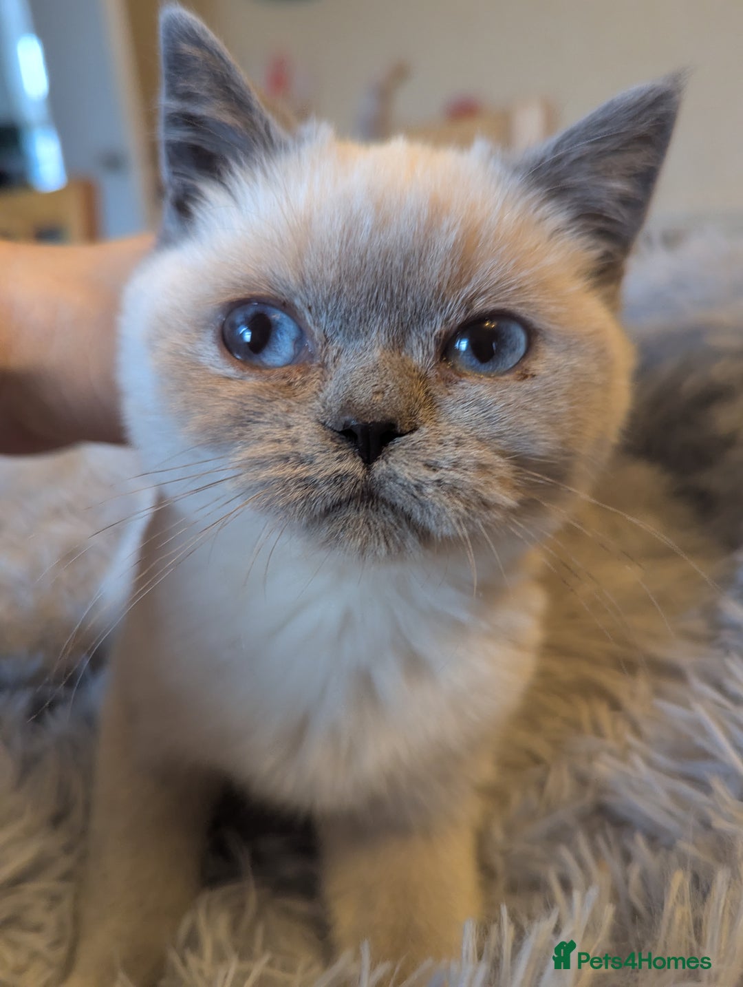 British Shorthair cats for sale: Rare British shorthairs - Image 1