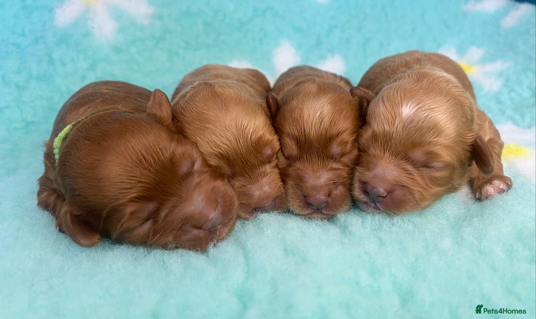 Cavapoo dogs for sale: Extensively Health tested cavapoos  - Image 2