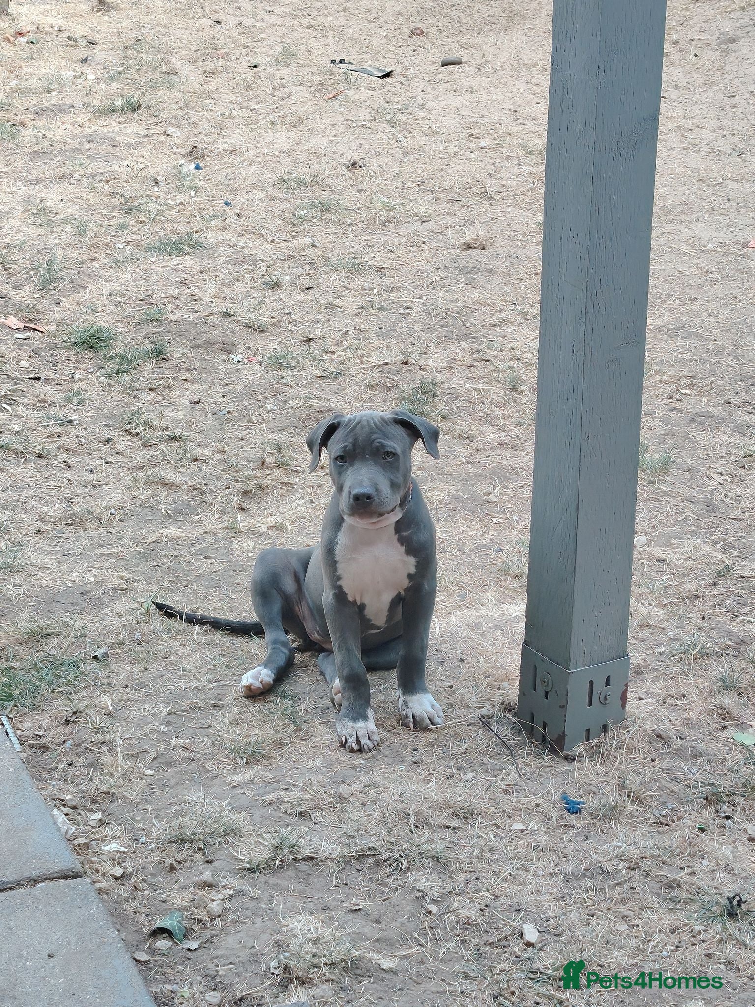 Staffordshire Bull Terrier dogs American Staffordshire terrier.ready to leave!!!  - Advert 2