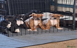 Staffordshire Bull Terrier dogs for sale: Staffordshire Bull Terrier Puppies - Image 2