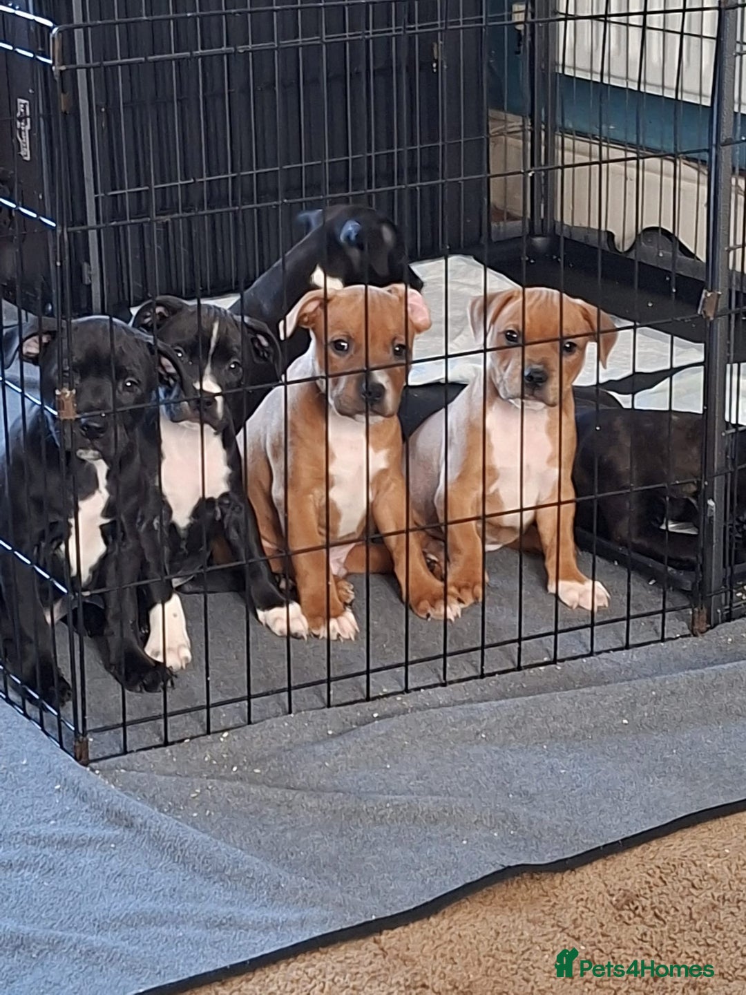 Staffordshire Bull Terrier dogs for sale: Staffordshire Bull Terrier Puppies - Image 2