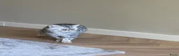 Scottish Fold cats for sale: Beautiful Scottish fold - Advert 24