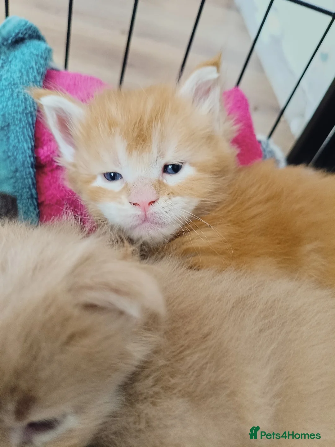 Maine Coon cats for sale: Dna health tested XXL Maine coon kittens  - Advert 19